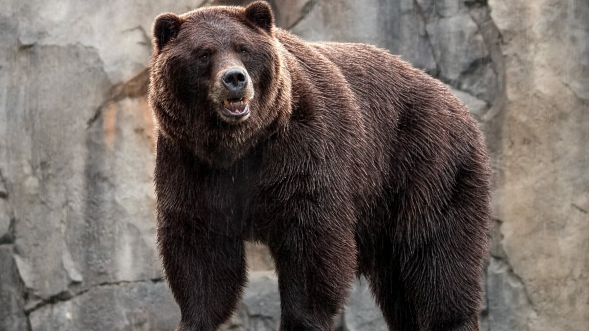Породы медведей (53 фото)