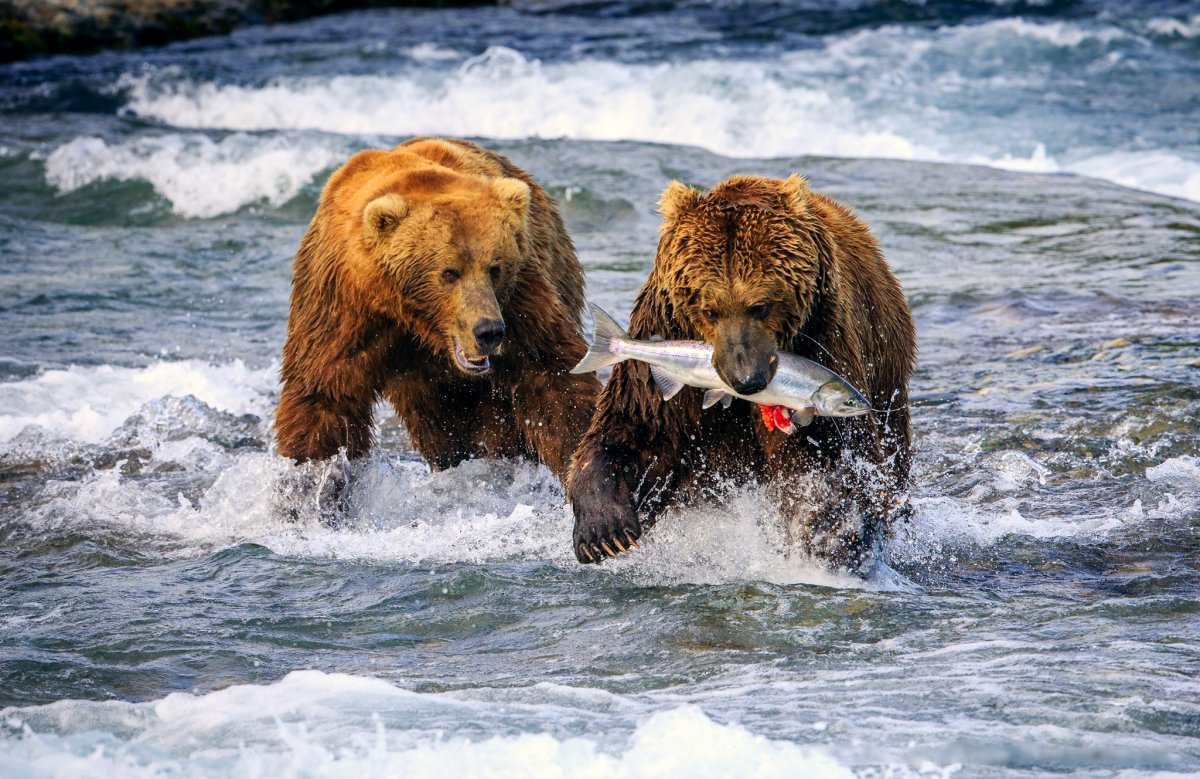 Медведь с рыбой (32 фото)