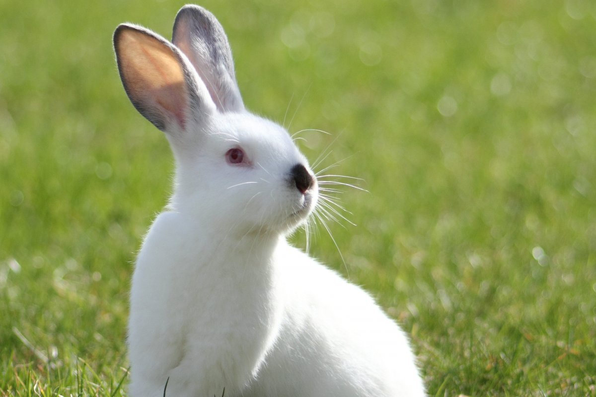 Новозеландский белый кролик (45 фото)