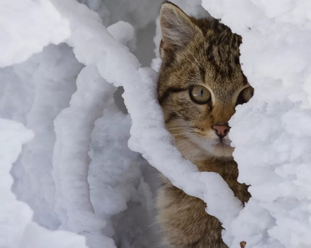 Коты в снегу (58 фото)