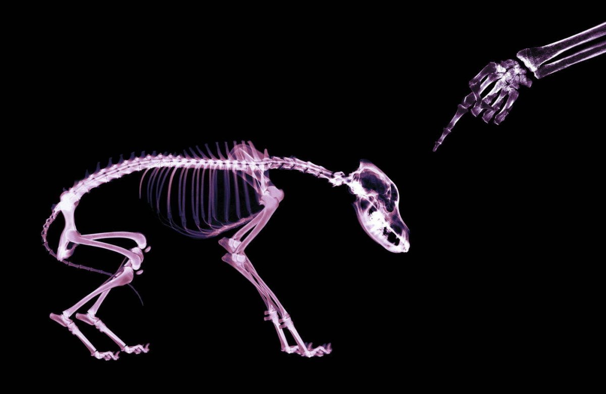 Скелет кролика (56 фото)
