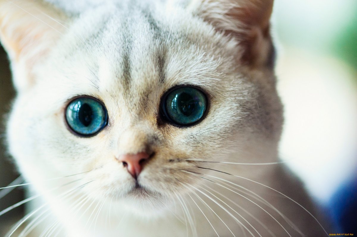 Котик с большими глазами (48 фото)
