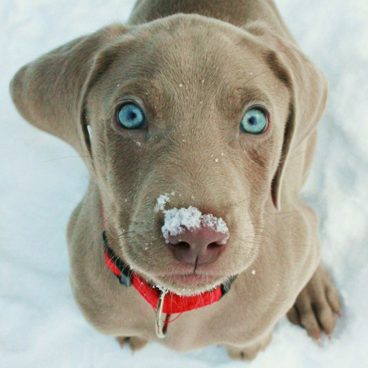Породы собак с голубыми глазами (47 фото)