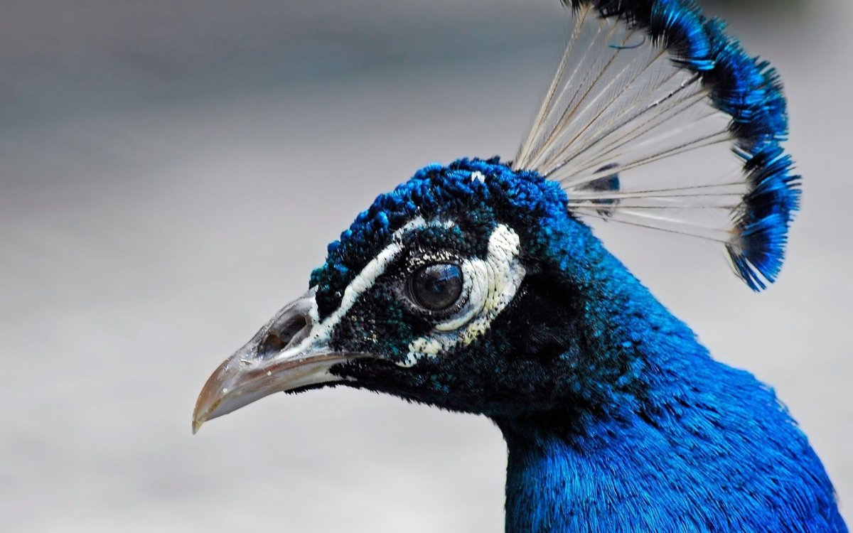 Синяя птичка (49 фото)