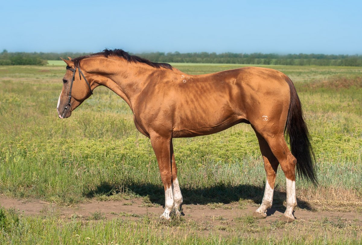 Карабахский конь (57 фото)