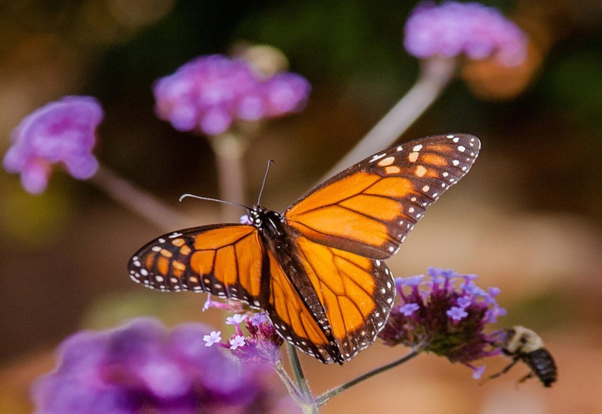 Бабочки Кипра (28 фото)