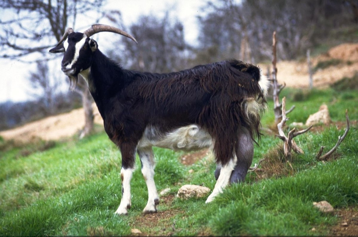 Безрогие козы породы (27 фото)