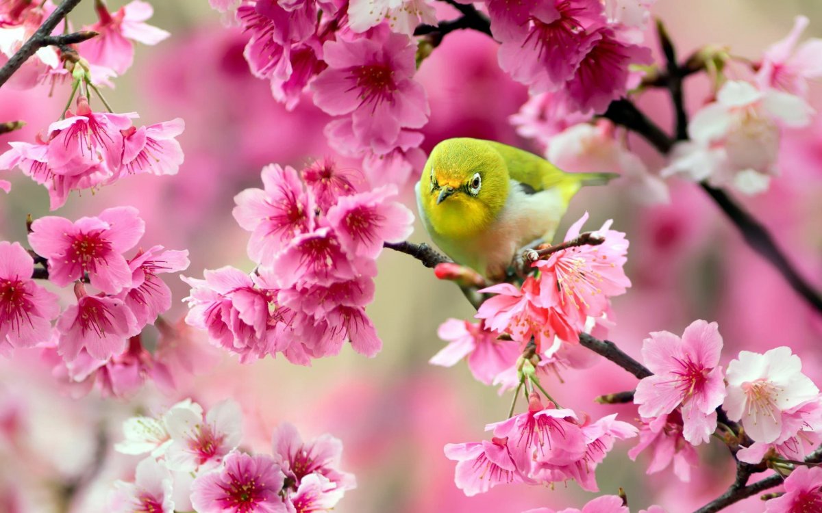 Цветы и птицы (55 фото)