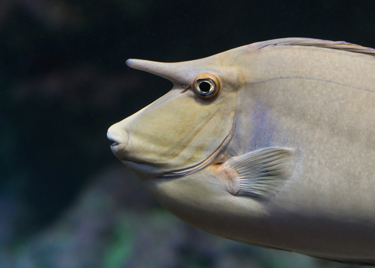 Рыба с вытянутым носом (30 фото)