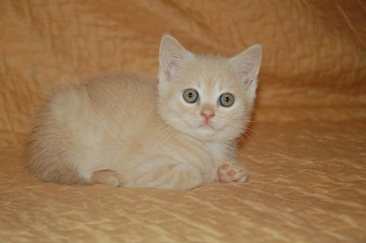 Шотландский прямоухий кот персикового цвета (23 фото)