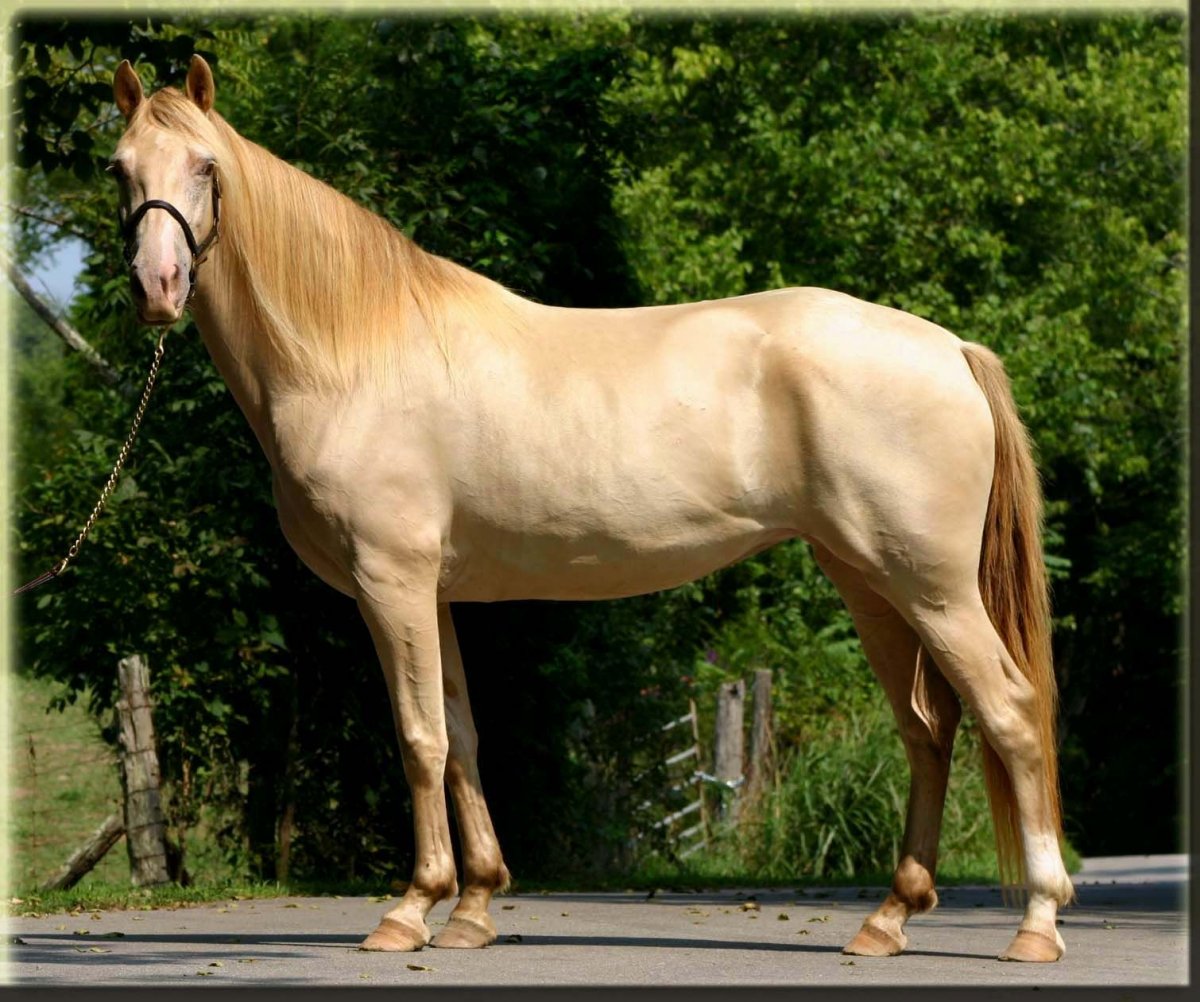 Золотистая лошадь (31 фото)