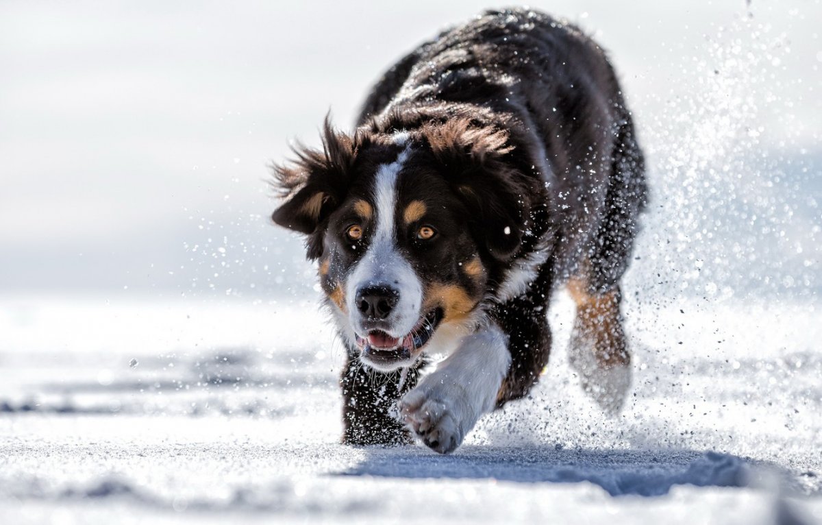 Собака на сноуборде (31 фото)