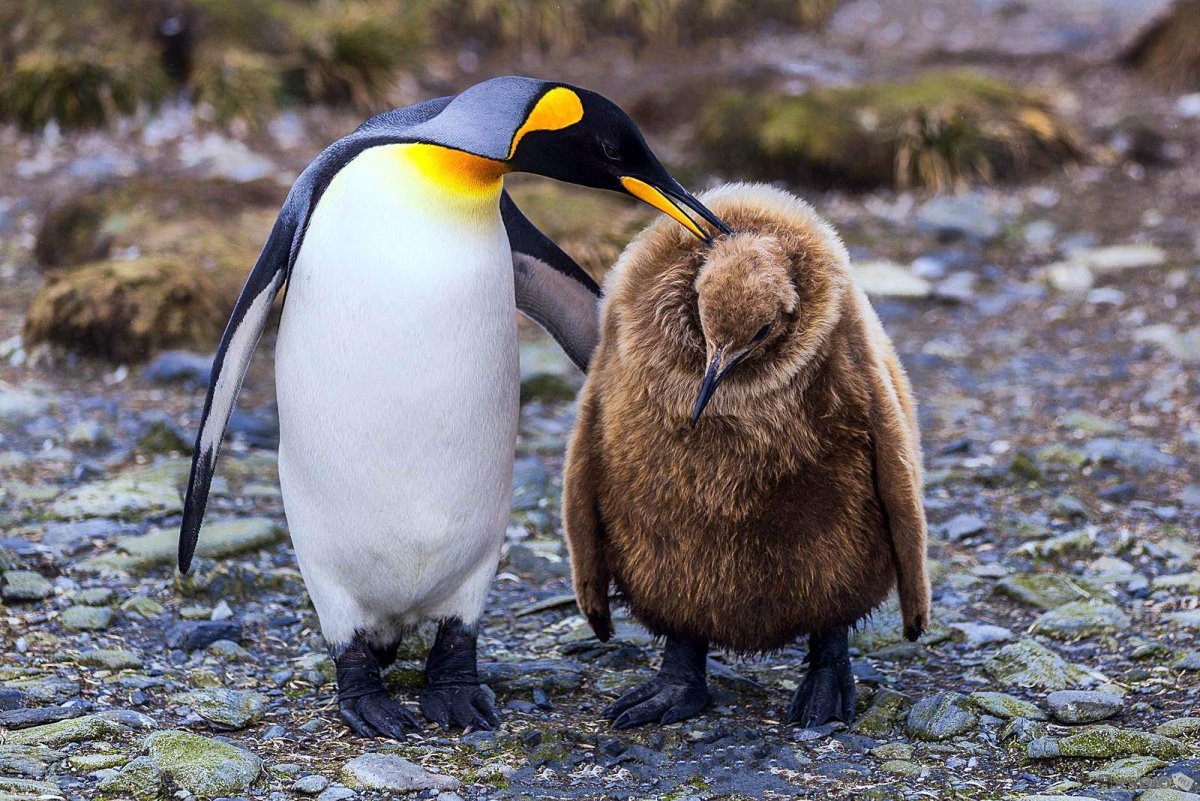 Шерсть пингвина (27 фото)