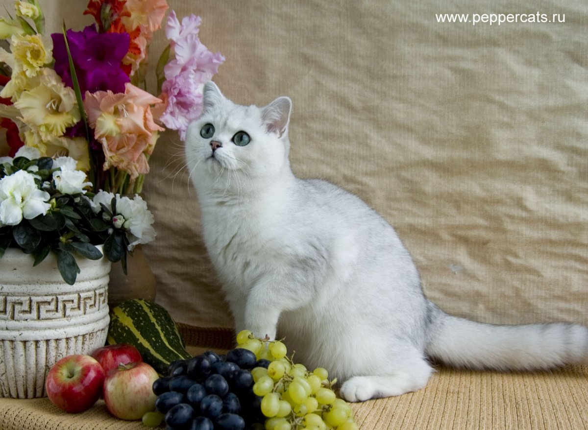 Голубая шиншилла кот (28 фото)