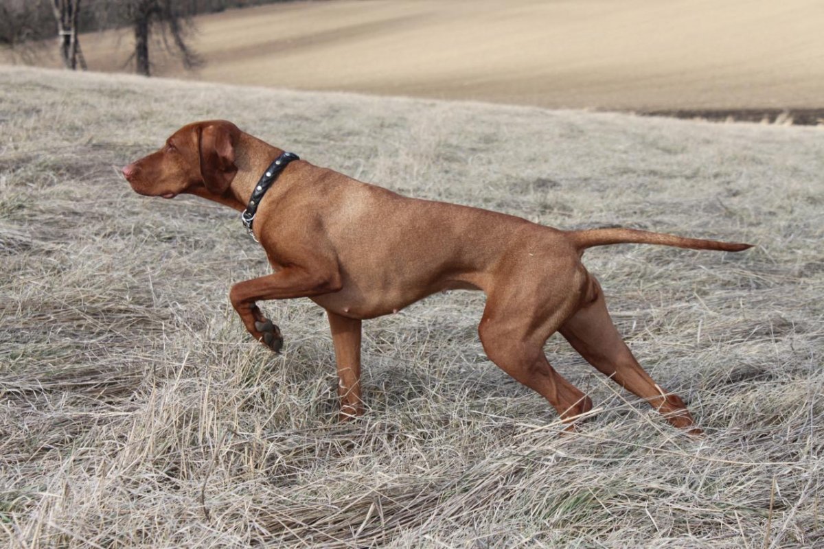 Пойнтер собака коричневый (26 фото)