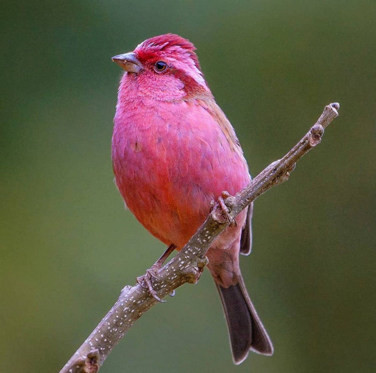 Птица с розовым брюшком (32 фото)