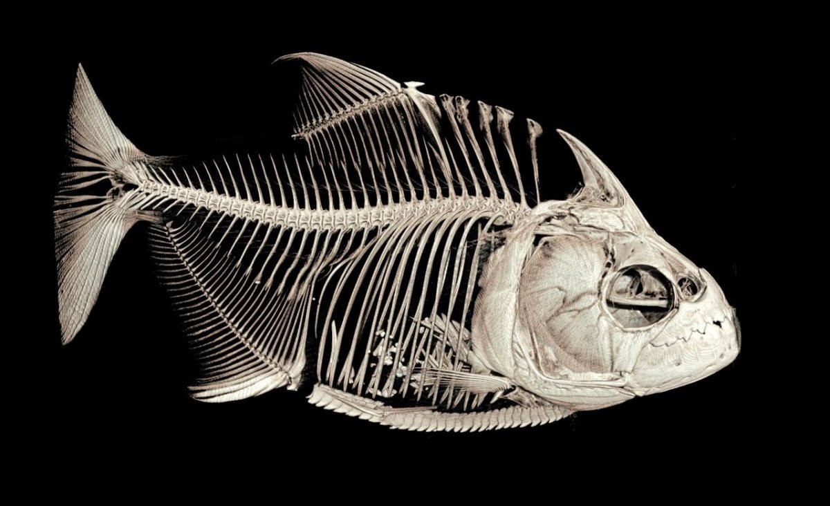 Кости от рыбы (23 фото)