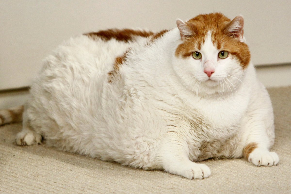 Очень толстые коты (28 фото)