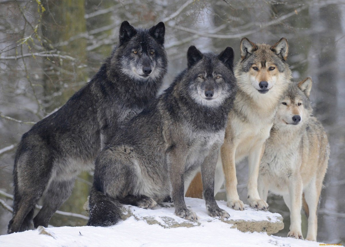 Матёрые волки (31 фото)
