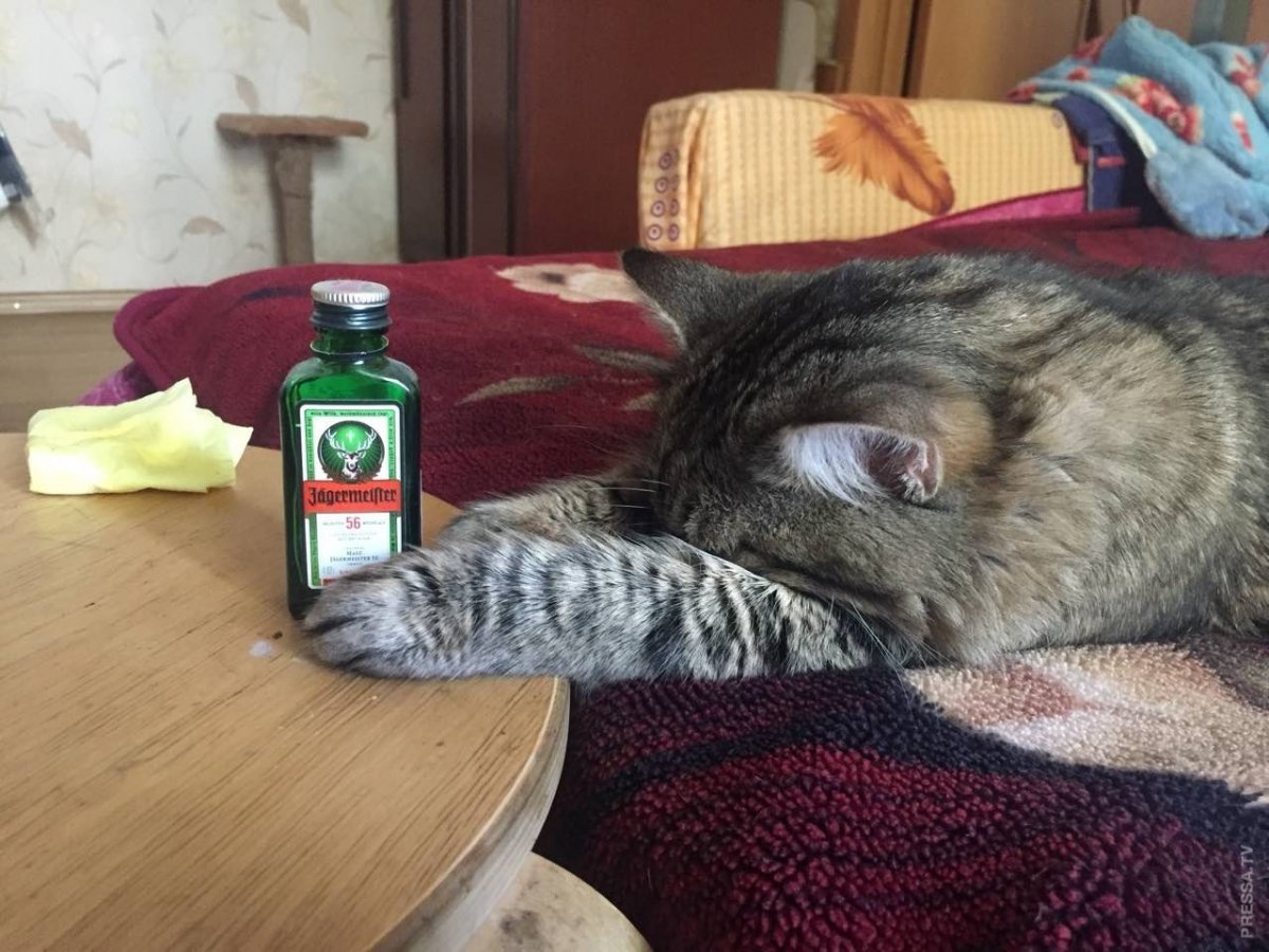 Кот пьяница (30 фото)