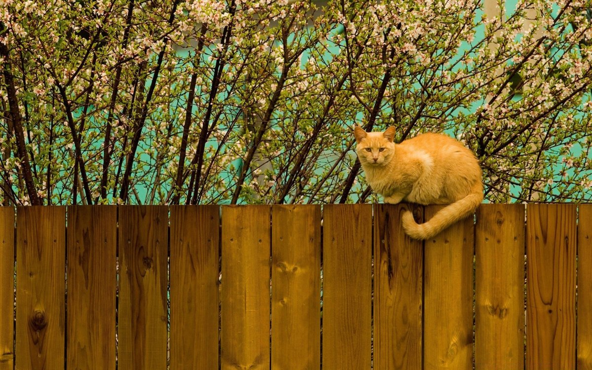 Рыжий кот на даче (32 фото)