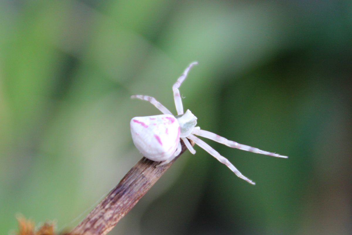 Белый паук с черными точками (21 фото)