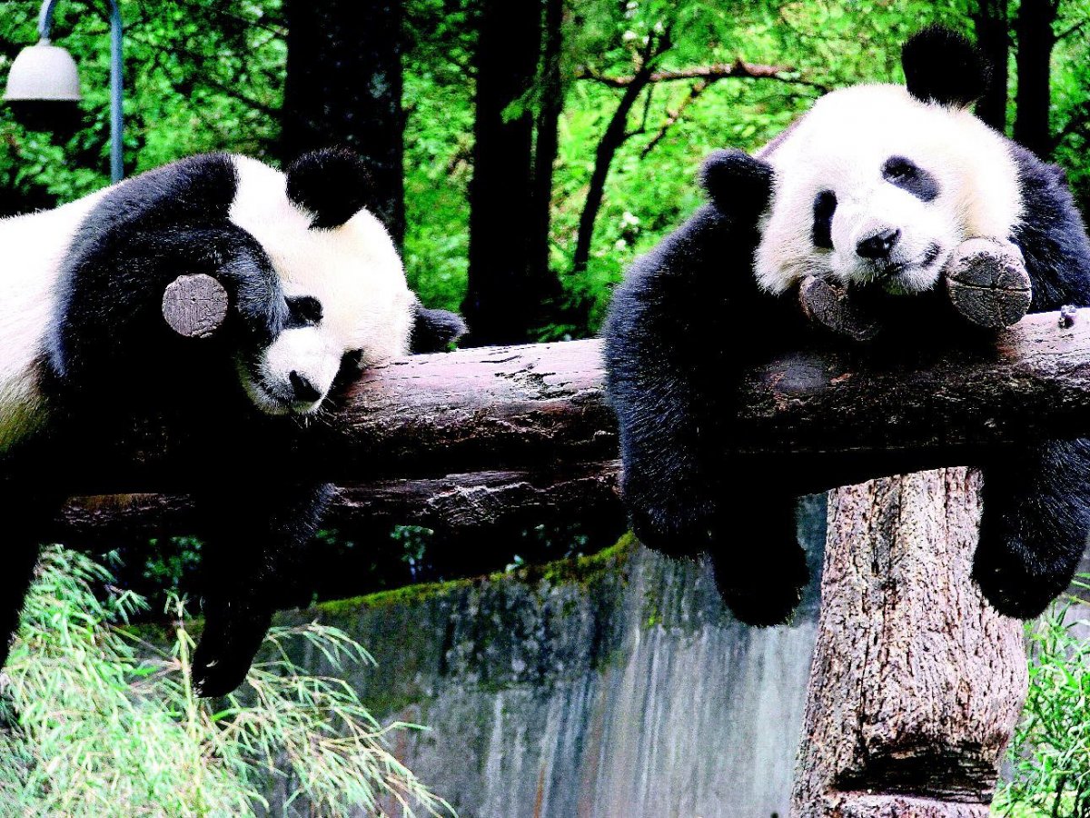 Влюблённые панды (29 фото)