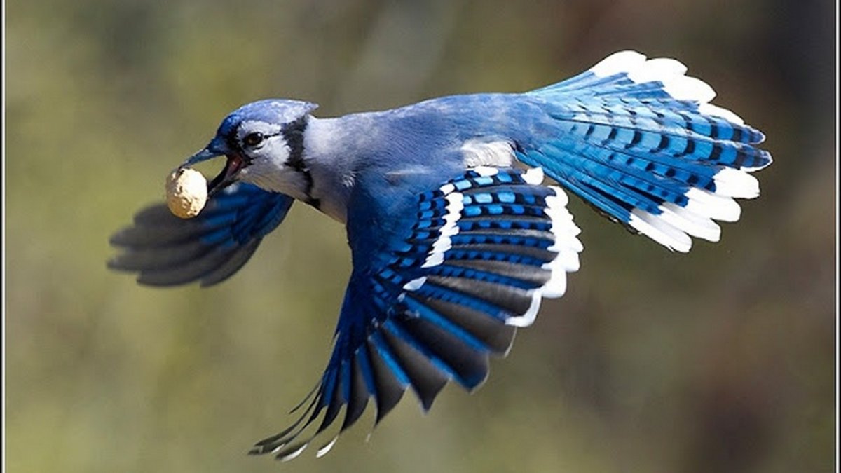 Черная птица с синими крыльями (22 фото)