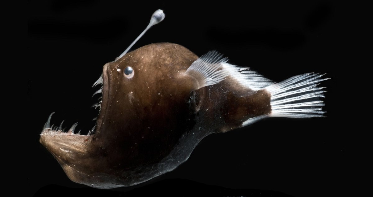 Рыба Европейский удильщик (27 фото)