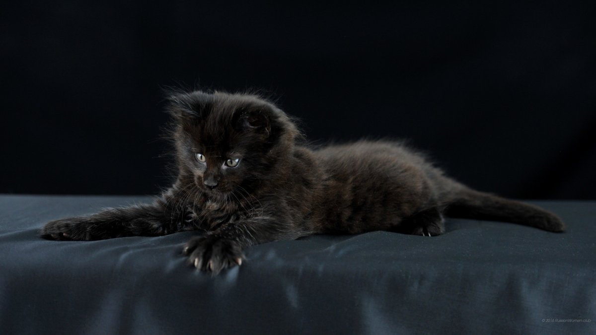 Котенок черный дым (25 фото)