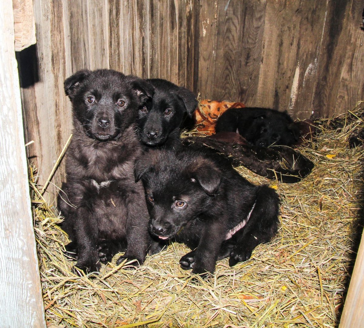 Черный щенок дворняжки (30 фото)