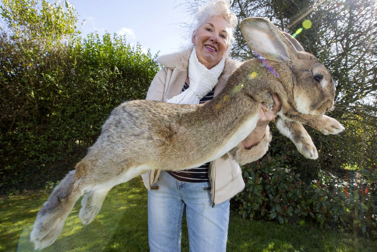 Самая большая порода кроликов в мире (25 фото)
