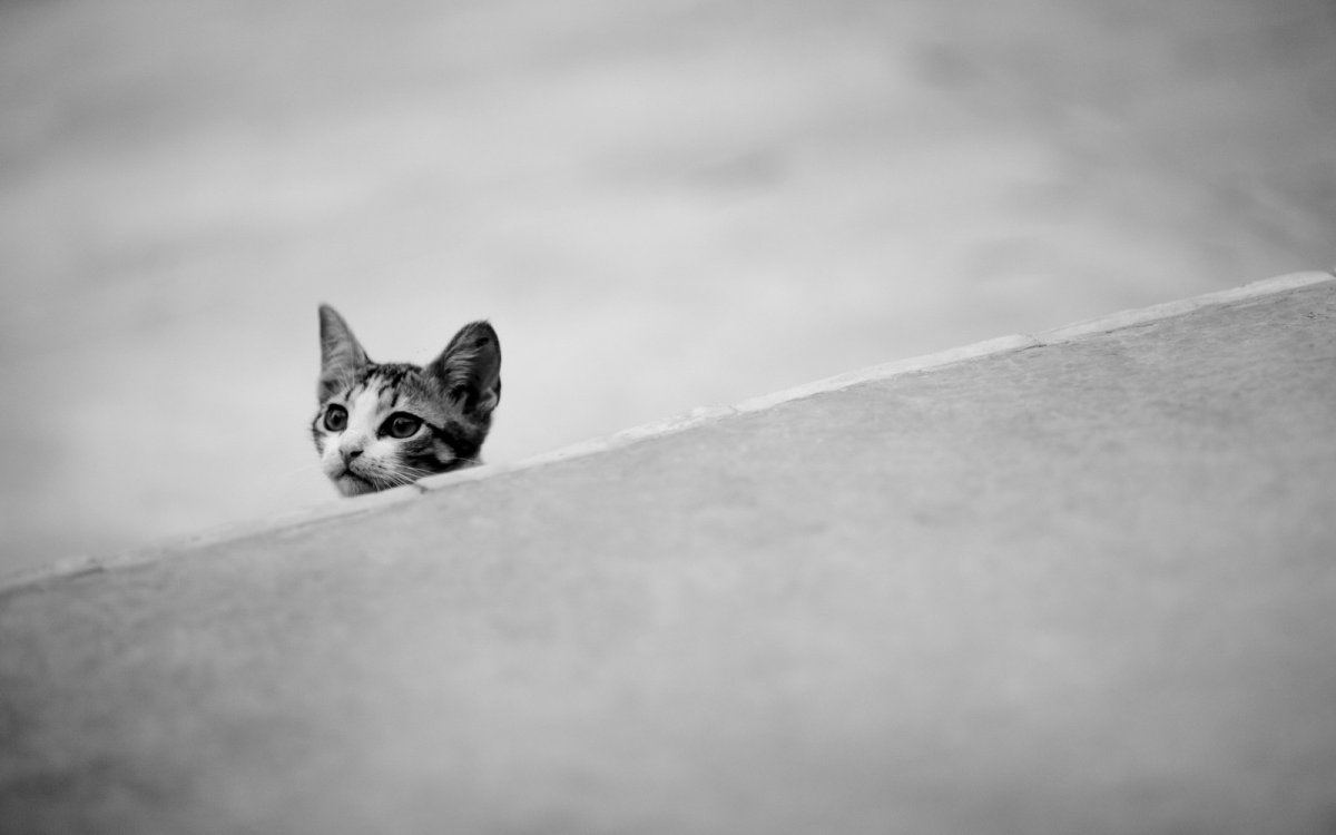 Коты Минимализм (31 фото)