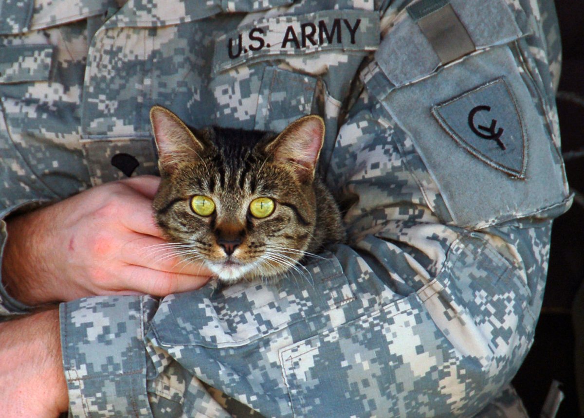 Котик в военной форме (29 фото)