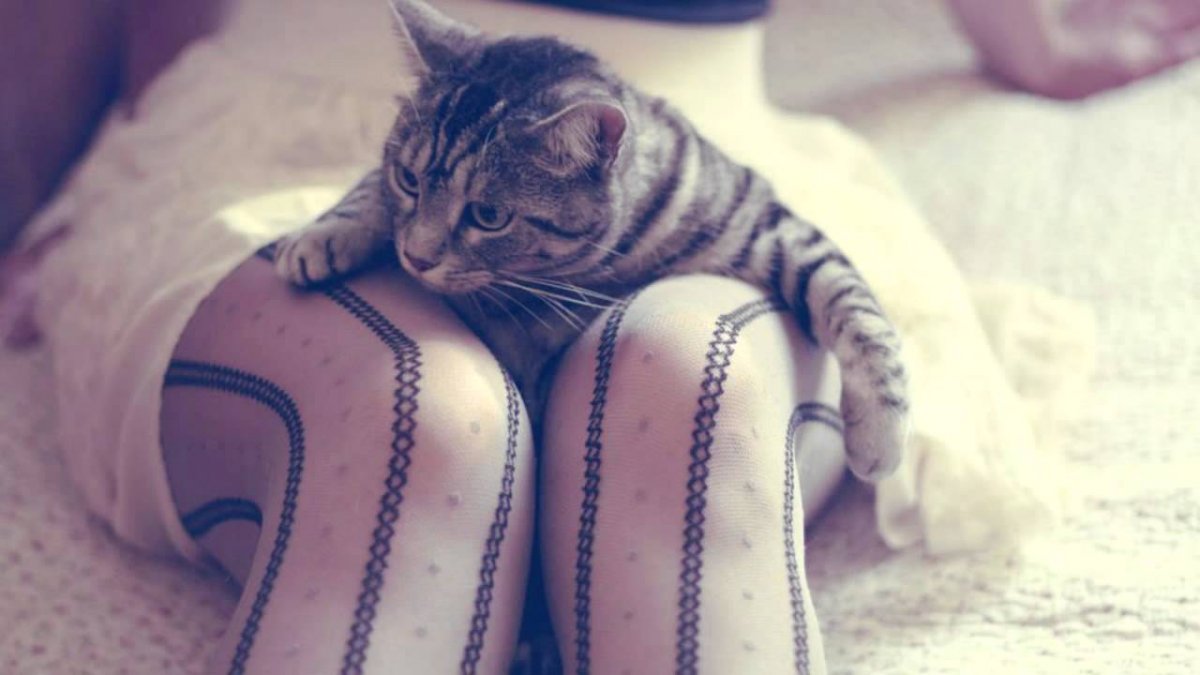 Кот на коленях (30 фото)