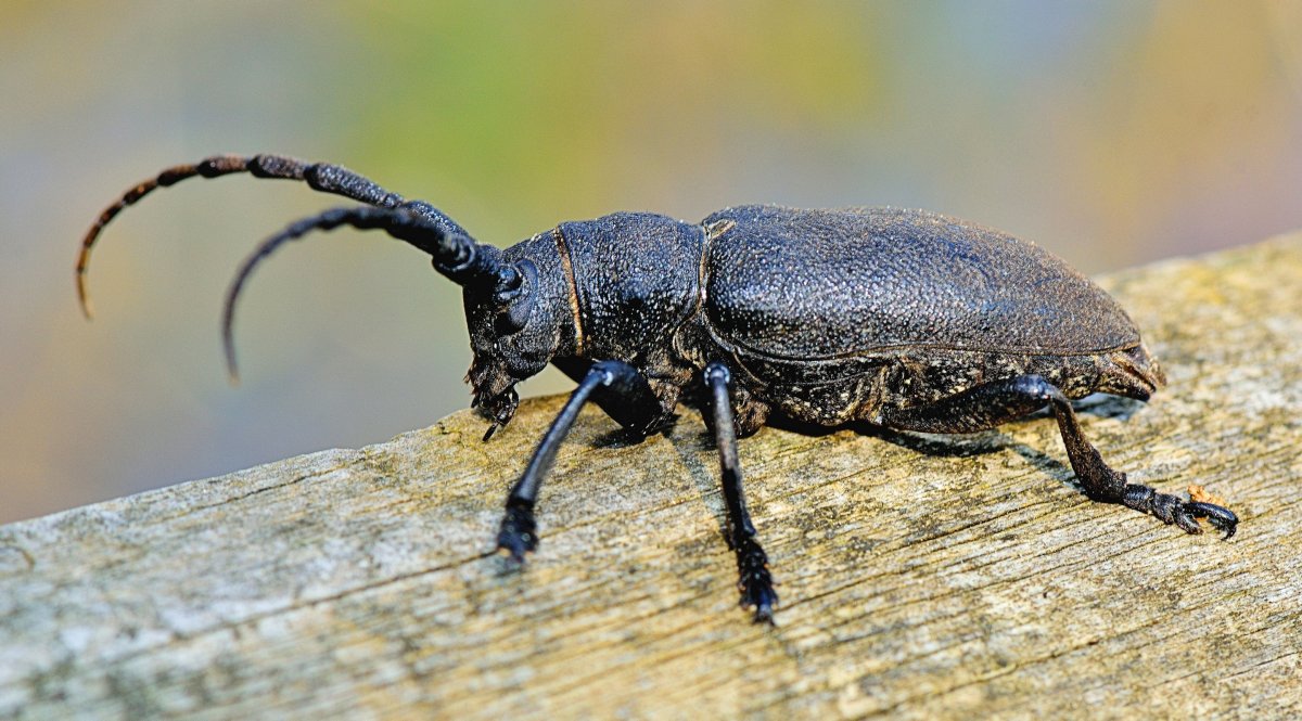 Крупные жуки Подмосковья (35 фото)
