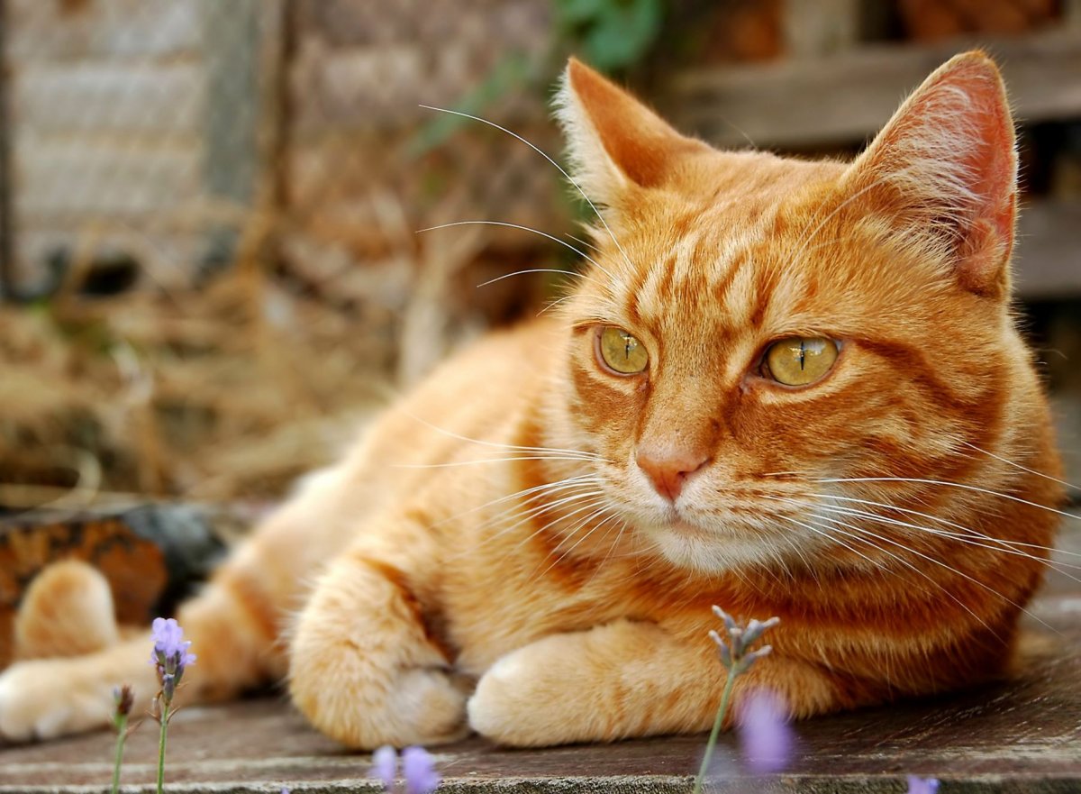 Дворовые рыжие коты (23 фото)