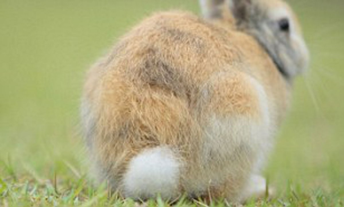 Хвостик зайца (33 фото)