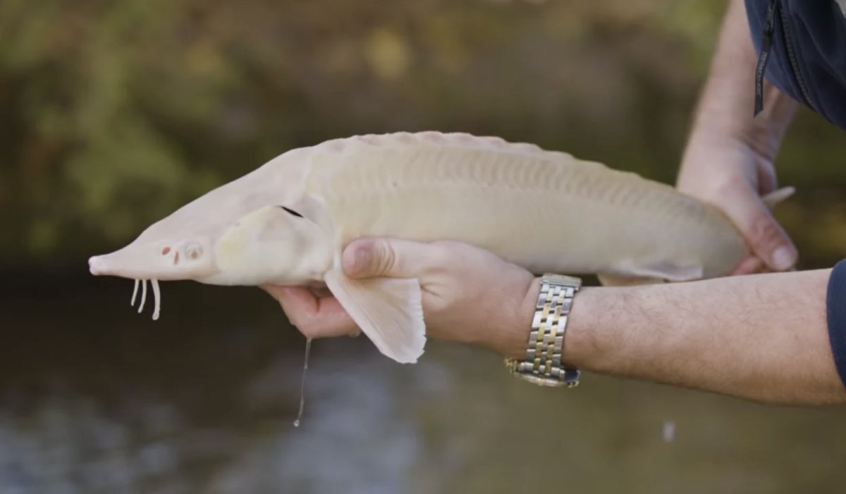 Рыба Белуга альбинос (25 фото)