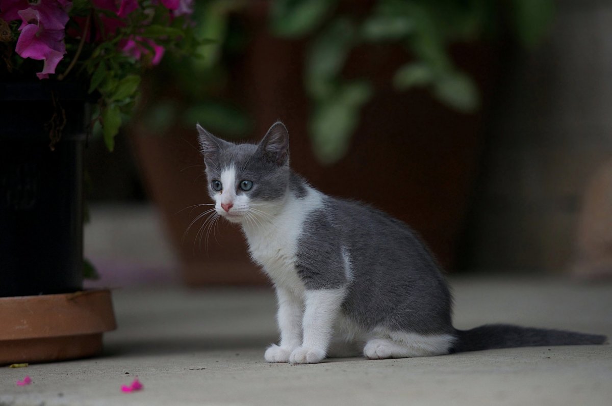 Серый кот с белыми лапками (29 фото)
