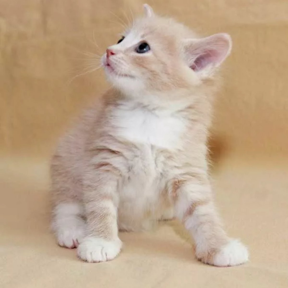 Котенок персикового окраса (35 фото)