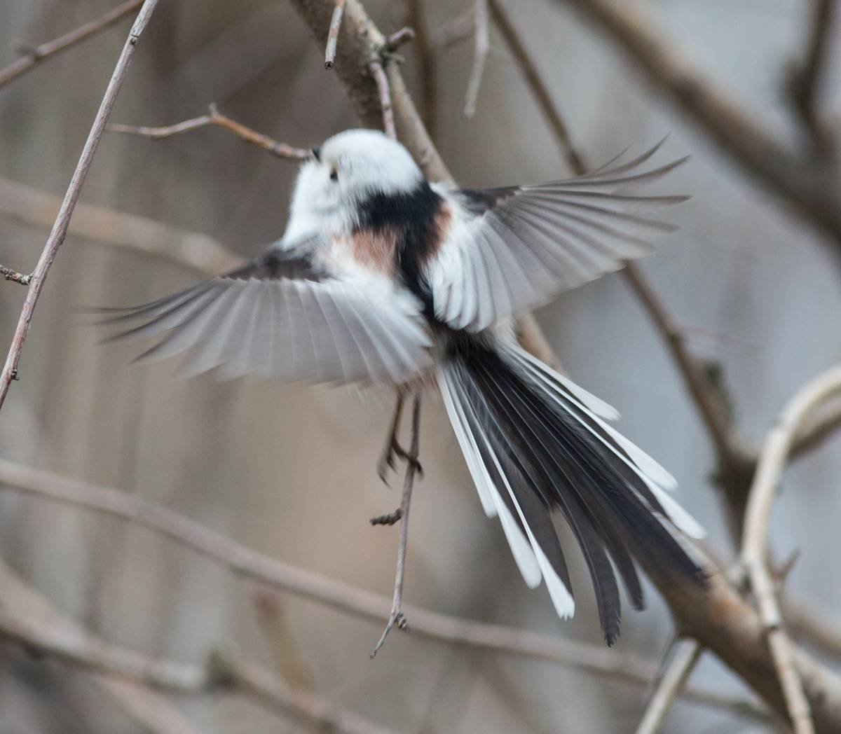 Птица с белой полосой на хвосте (34 фото)