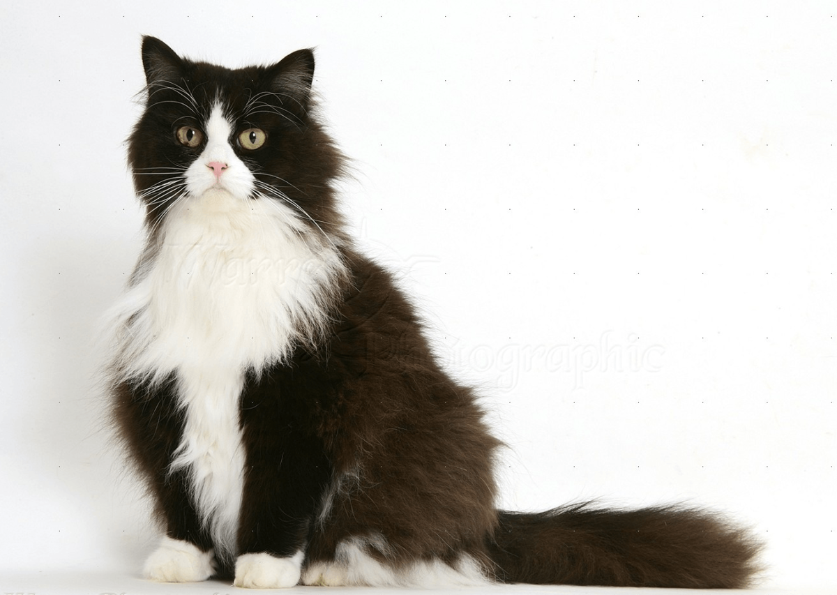 Сибирский кот черно белый окрас (29 фото)