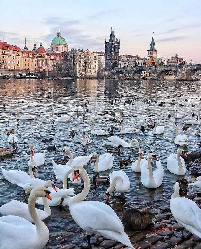 Лебеди в Праге (23 фото)