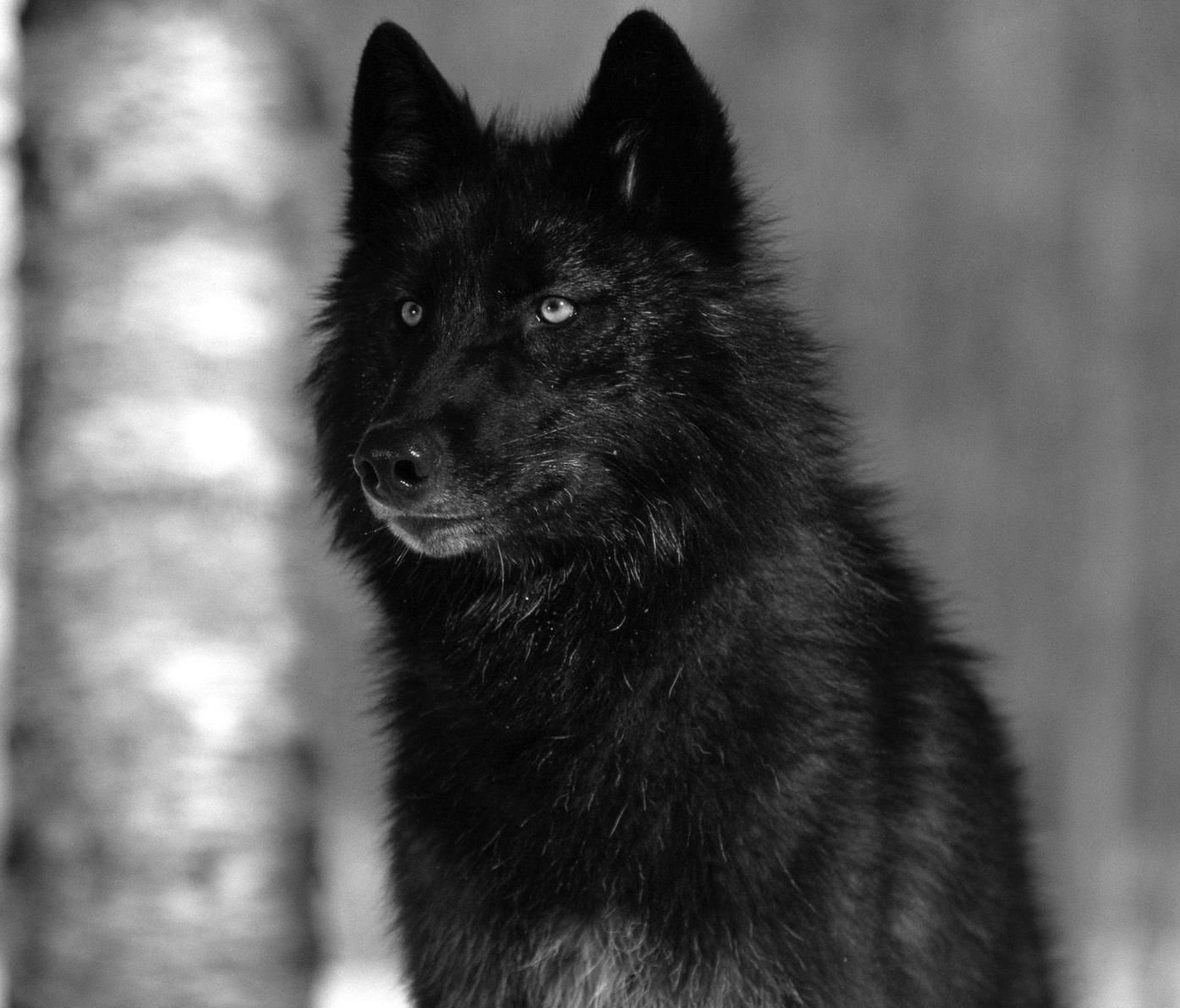 Черный волк в темноте (29 фото)
