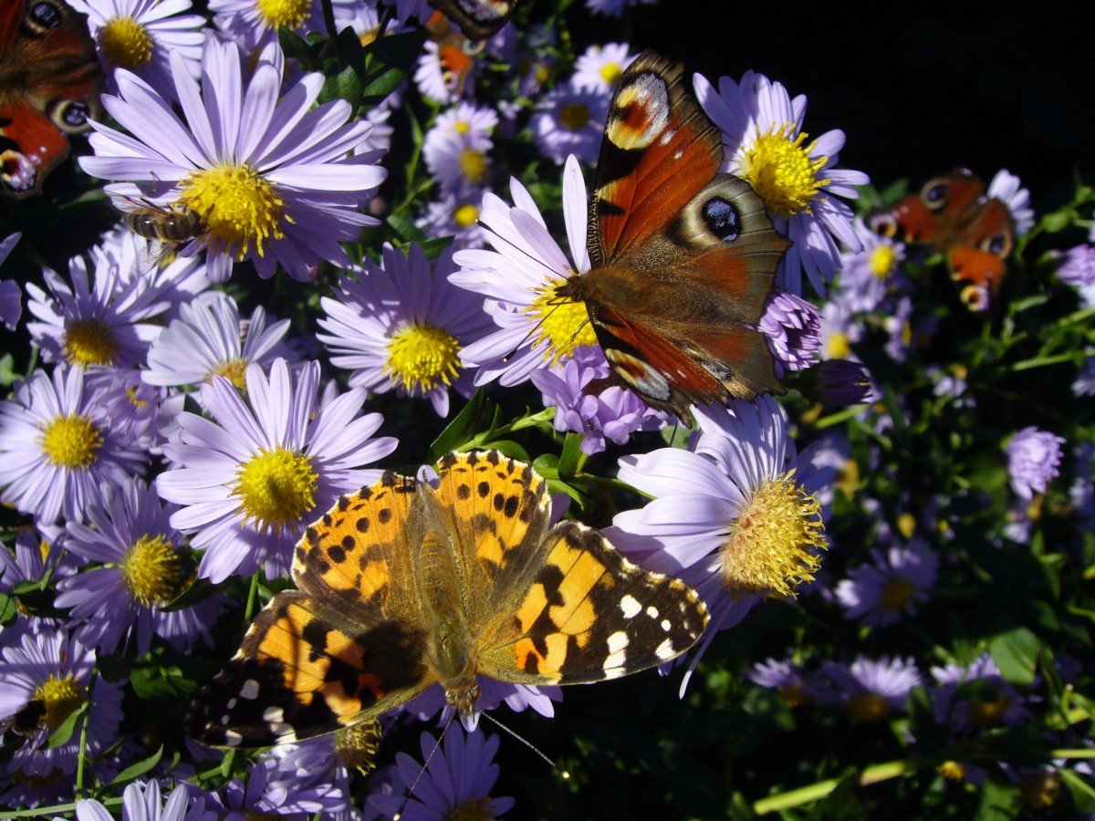 Бабочки на Поляне (30 фото)