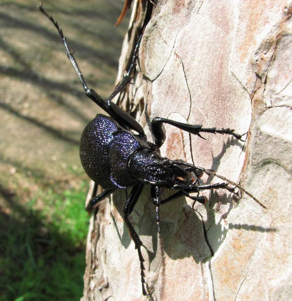 Крымские жуки (29 фото)