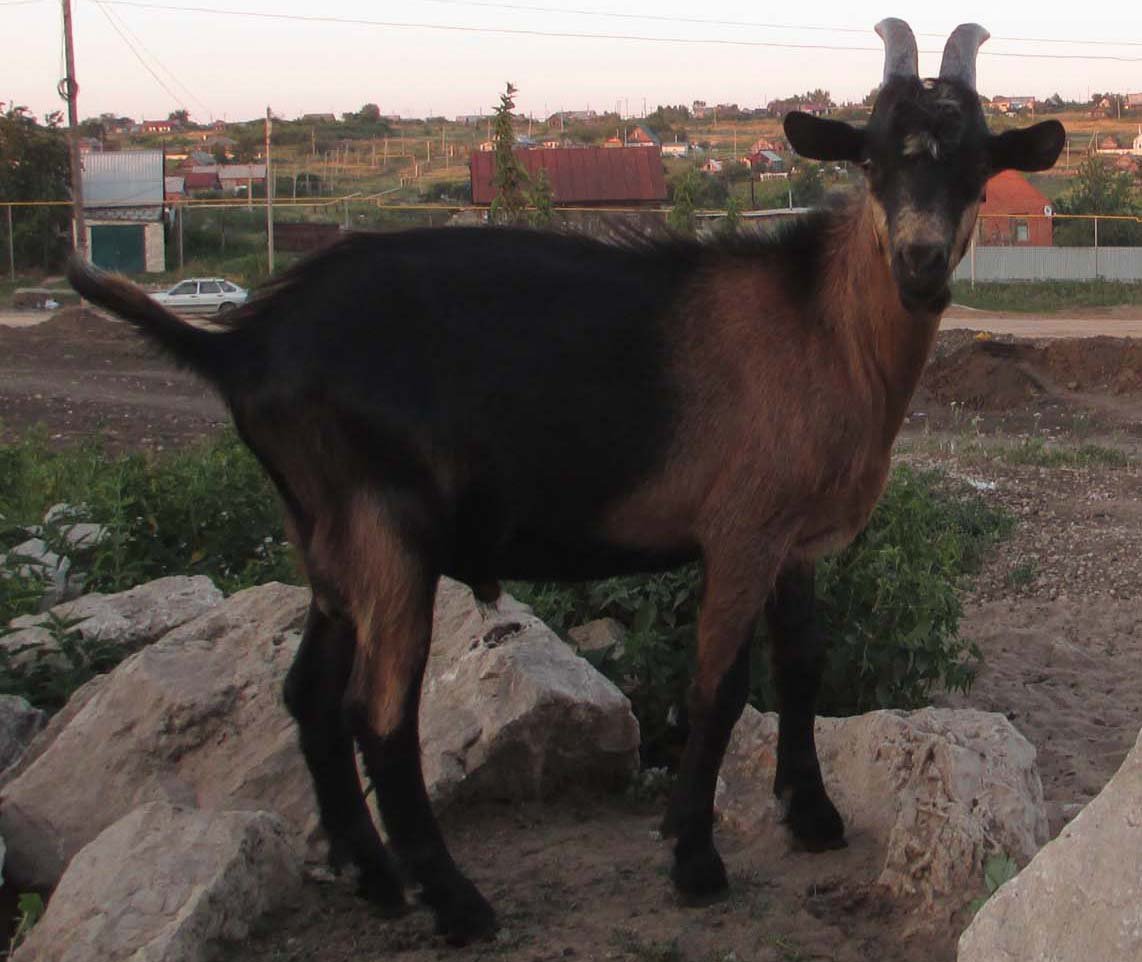 Пиакок окрас козы (5 фото)