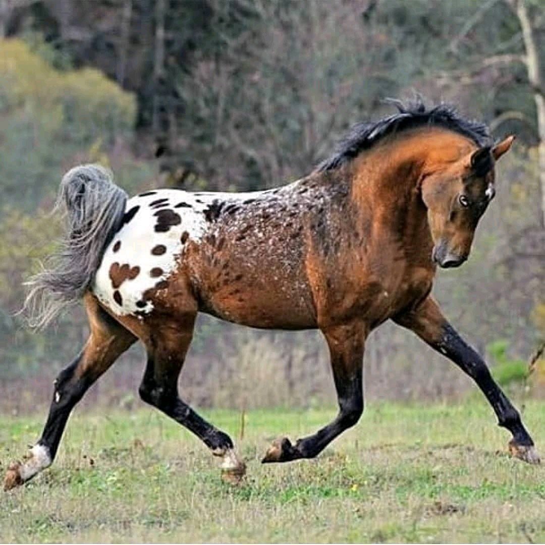 Рябой конь (25 фото)