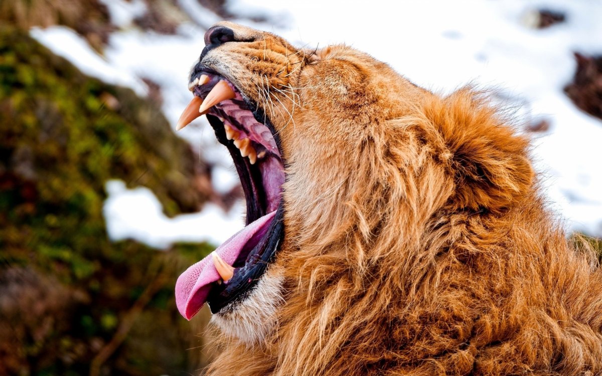 Лев в гневе (24 фото)